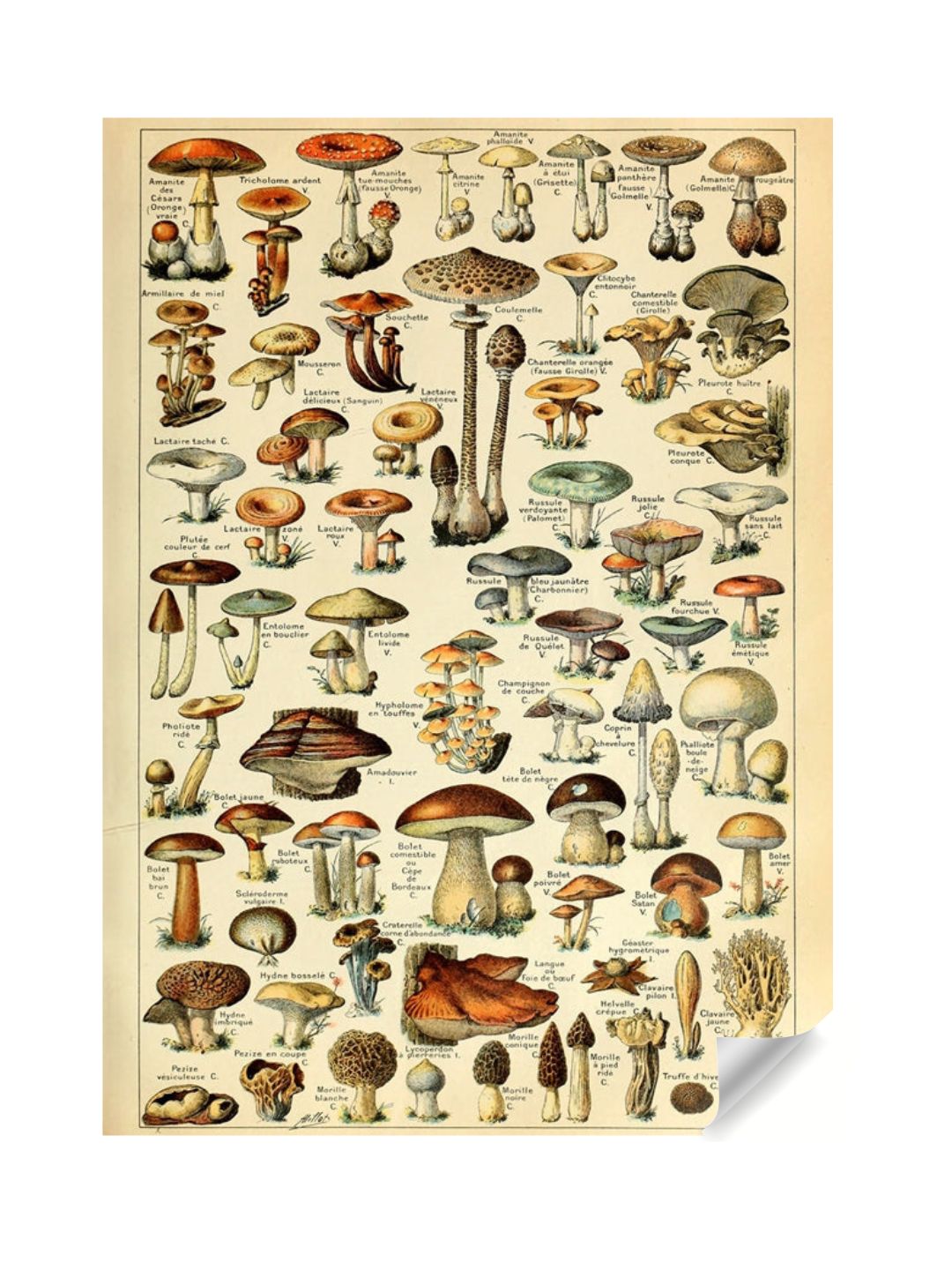 Champignon- Pour Tous Poster