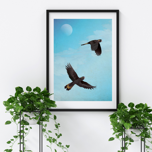 Black Cockatoos in Flight art print
