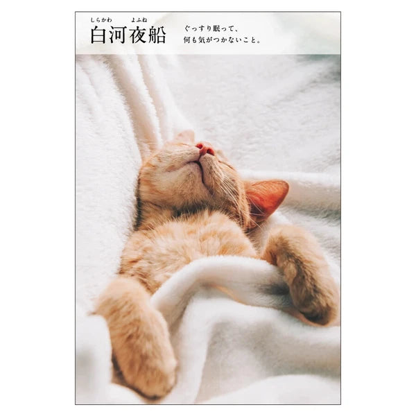 Cat Postcard – “Shirakawa Yabune”