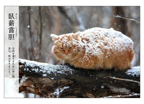 Cat Postcard – “Gashin Shōtan”