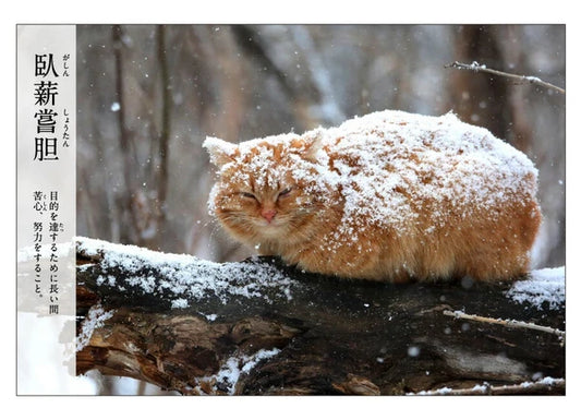 Cat Postcard – “Gashin Shōtan”