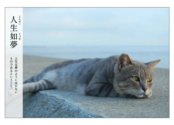 Cat Postcard – “Jinsei Yume”
