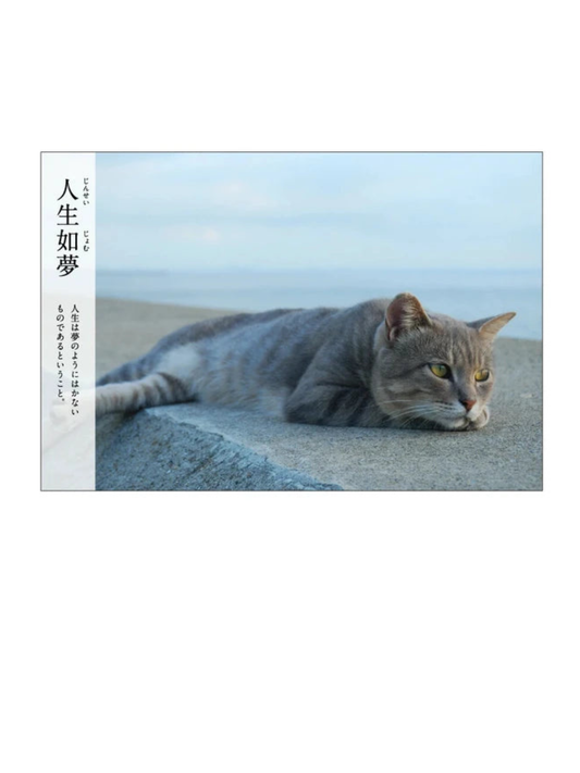 Cat Postcard – “Jinsei Yume”