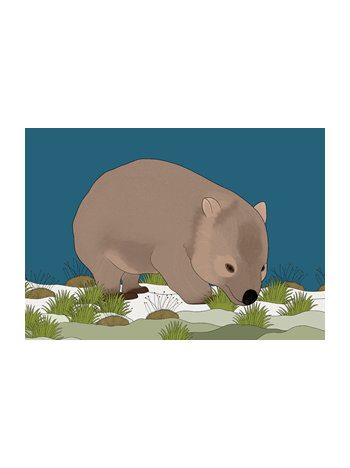 Wombat Postcard