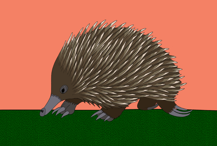 Aussie Animals Card - Echidna - Mu Shop