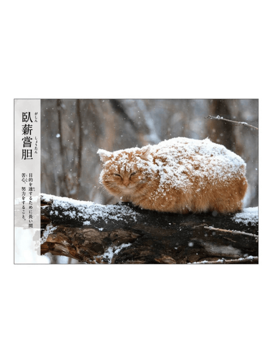 Cat Postcard – “Gashin Shōtan” - Mu Shop
