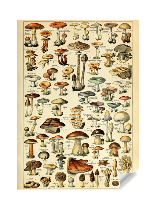 Champignon- Pour Tous Poster