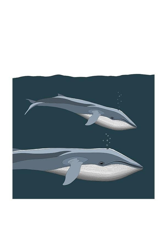 A-Z Blue Whale A3 Art Print - Mu Shop