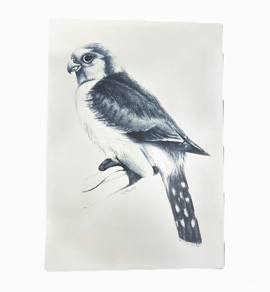 Cute Bird Print - Mu Shop